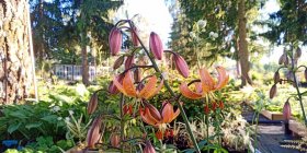 Lilium martagon 'Fairy Morning' Kirju liilia